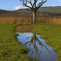 Buy canvas prints of Dead tree in the reeds by Rory Trappe