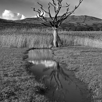 Buy canvas prints of Dead tree by Rory Trappe