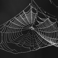 Buy canvas prints of Spiders web by Rory Trappe