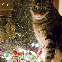 Buy canvas prints of Cat at Christmas by Rory Trappe