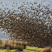 Buy canvas prints of Starlings - Safety in numbers by Rory Trappe