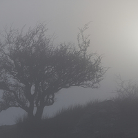 Buy canvas prints of Misty tree by Rory Trappe