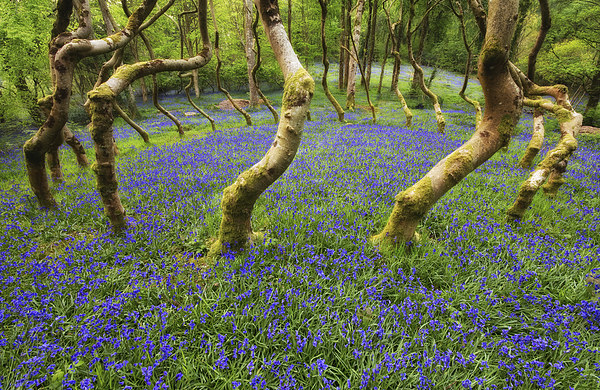 Bluebells in a wood Picture Board by Rory Trappe