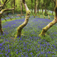 Buy canvas prints of Bluebells in a wood by Rory Trappe
