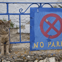 Buy canvas prints of Guard cat by Rory Trappe