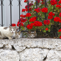 Buy canvas prints of Cats on a wall at Fiskardo by Rory Trappe