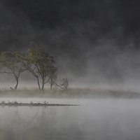Buy canvas prints of  Trees in the mist by Rory Trappe