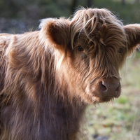 Buy canvas prints of  Highland calf by Rory Trappe