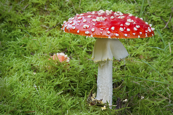 Amanita muscaria (fly agaric Picture Board by Rory Trappe