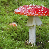 Buy canvas prints of Amanita muscaria (fly agaric by Rory Trappe