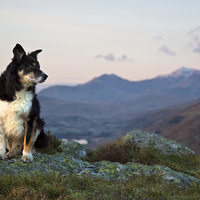 Buy canvas prints of Gelert - April 2001 to November 2015 by Rory Trappe