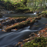 Buy canvas prints of  Forest river by Rory Trappe