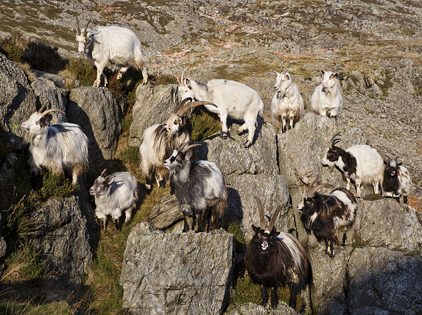  Welsh mountain goats Picture Board by Rory Trappe