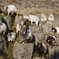 Buy canvas prints of  Welsh mountain goats by Rory Trappe