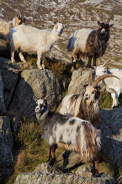  Welsh mountain goats Picture Board by Rory Trappe