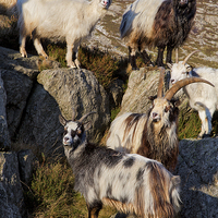 Buy canvas prints of  Welsh mountain goats by Rory Trappe