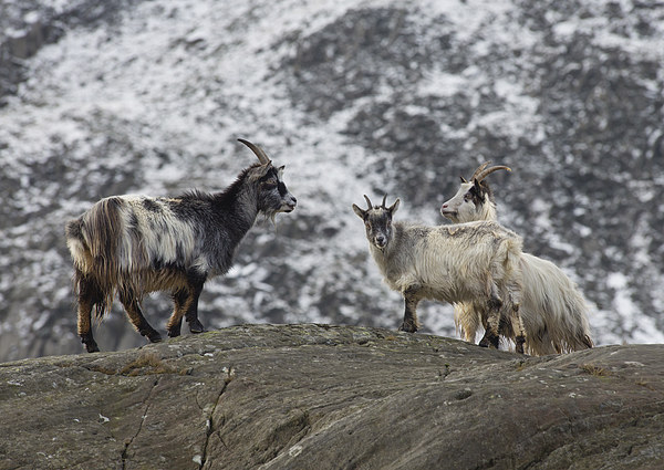  Three Feral Welsh Mountain Goats Picture Board by Rory Trappe
