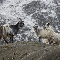 Buy canvas prints of  Three Feral Welsh Mountain Goats by Rory Trappe
