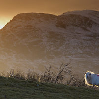 Buy canvas prints of  Welsh mountain sheep by Rory Trappe