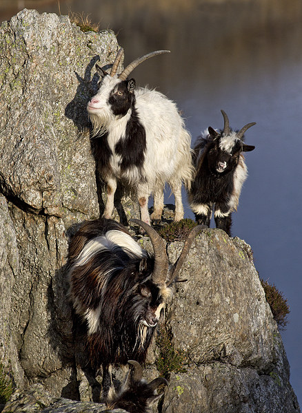  Goats Picture Board by Rory Trappe