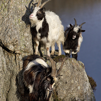 Buy canvas prints of  Goats by Rory Trappe