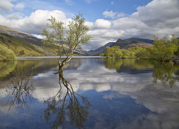 Llyn Padarn Picture Board by Rory Trappe