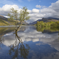Buy canvas prints of Llyn Padarn by Rory Trappe