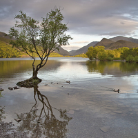 Buy canvas prints of Llyn Padarn by Rory Trappe
