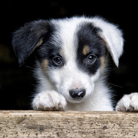 Buy canvas prints of Sheep dog puppy by Rory Trappe