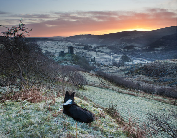 Gelert watching the sunrise Picture Board by Rory Trappe