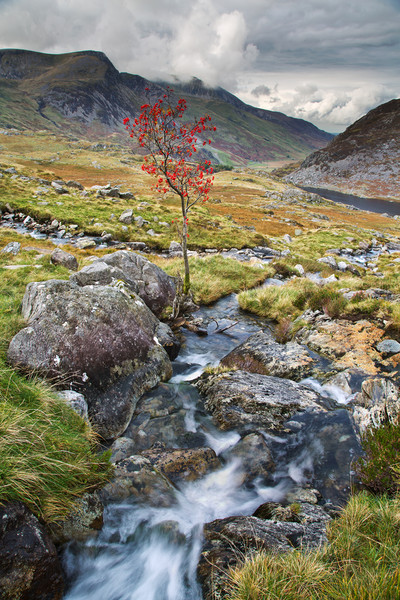 Tree near Tryfan Picture Board by Rory Trappe