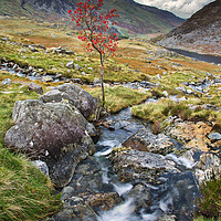 Buy canvas prints of Tree near Tryfan by Rory Trappe