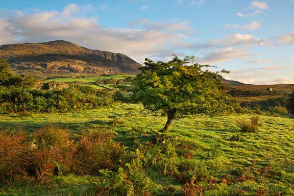 Moel Siabod Picture Board by Rory Trappe