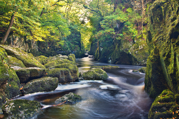 Fairy Glen - Betws y Coed Picture Board by Rory Trappe