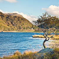 Buy canvas prints of Llyn Dinas tree by Rory Trappe