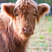 Buy canvas prints of Highland calf by Rory Trappe