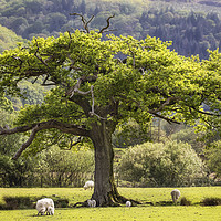 Buy canvas prints of Oak tree at Maentwrog by Rory Trappe