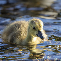 Buy canvas prints of Canadian Geese Gosling by Rory Trappe