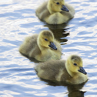Buy canvas prints of Goslings by Rory Trappe