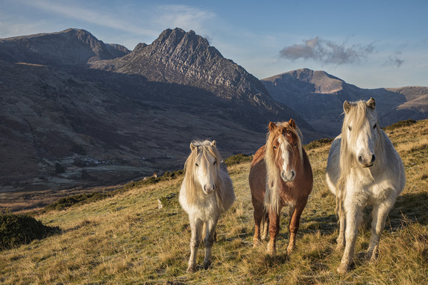 Tryfan and the Carneddau Ponies  Picture Board by Rory Trappe
