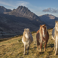 Buy canvas prints of Tryfan and the Carneddau Ponies  by Rory Trappe