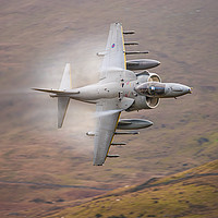 Buy canvas prints of RAF Harrier by Rory Trappe