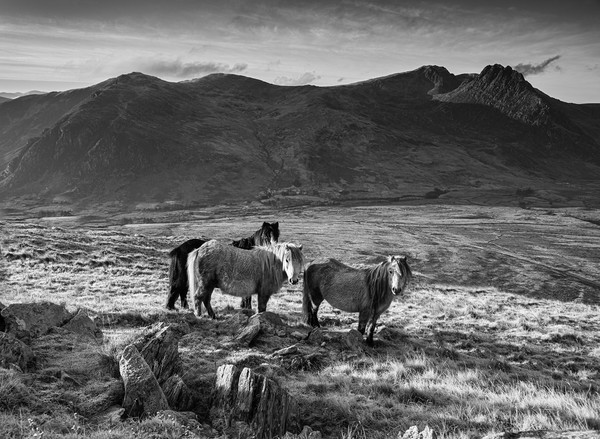 Tryfan and the Carneddau Ponies Picture Board by Rory Trappe