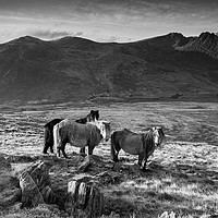 Buy canvas prints of Tryfan and the Carneddau Ponies by Rory Trappe