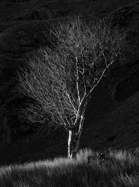 Tree at Cwmorthin Picture Board by Rory Trappe