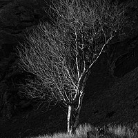 Buy canvas prints of Tree at Cwmorthin by Rory Trappe