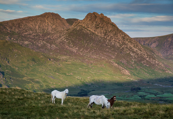 Tryfan and the Carneddau  Ponies Picture Board by Rory Trappe