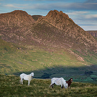 Buy canvas prints of Tryfan and the Carneddau  Ponies by Rory Trappe