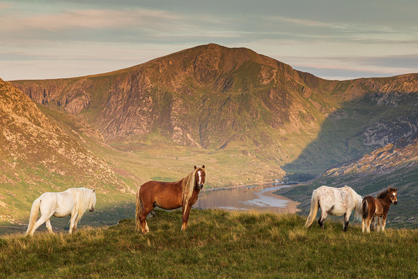 Carneddau ponies Picture Board by Rory Trappe