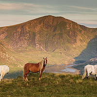 Buy canvas prints of Carneddau ponies by Rory Trappe